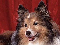 Sweetheart Sheltie